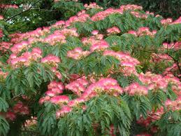 ALBIZIA JULIBRISSIN 